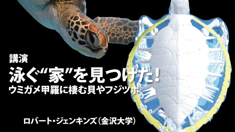 泳ぐ 家 を見つけた ウミガメ甲羅に棲む貝やフジツボ メタバースプラットフォーム Cluster クラスター 泳ぐ 家 を見つけた ウミガメ甲羅に棲む貝やフジツボ メタバースプラットフォーム Cluster クラスター